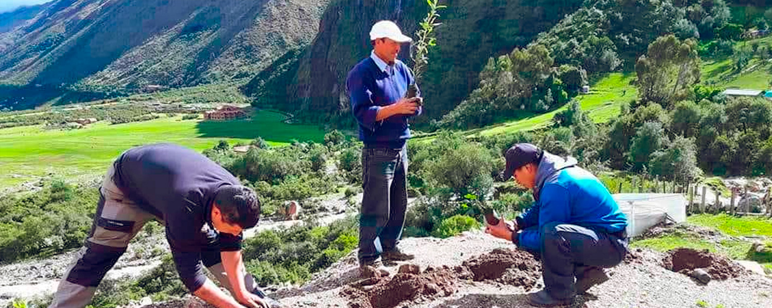 Proyecto de Reforestación